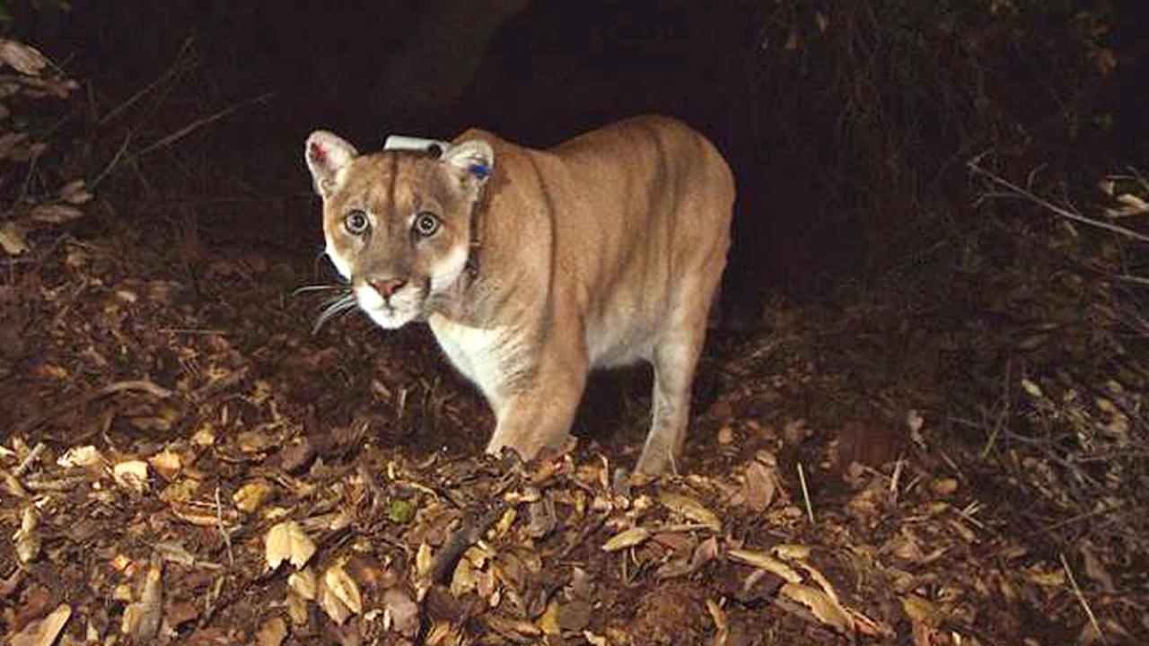 P-22 mountain lion