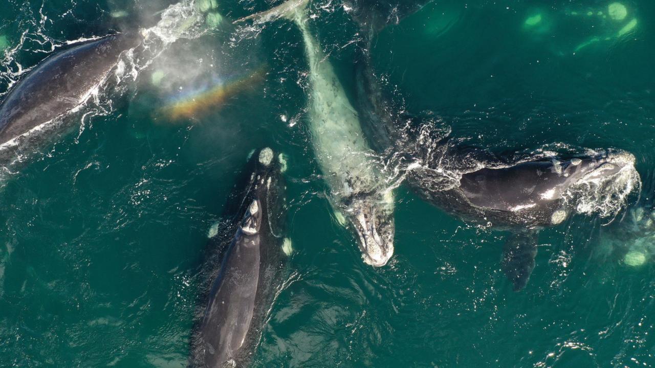 southern right whales