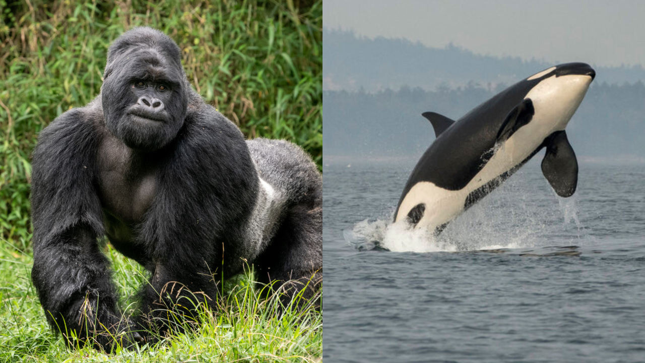 gorilla and killer whale