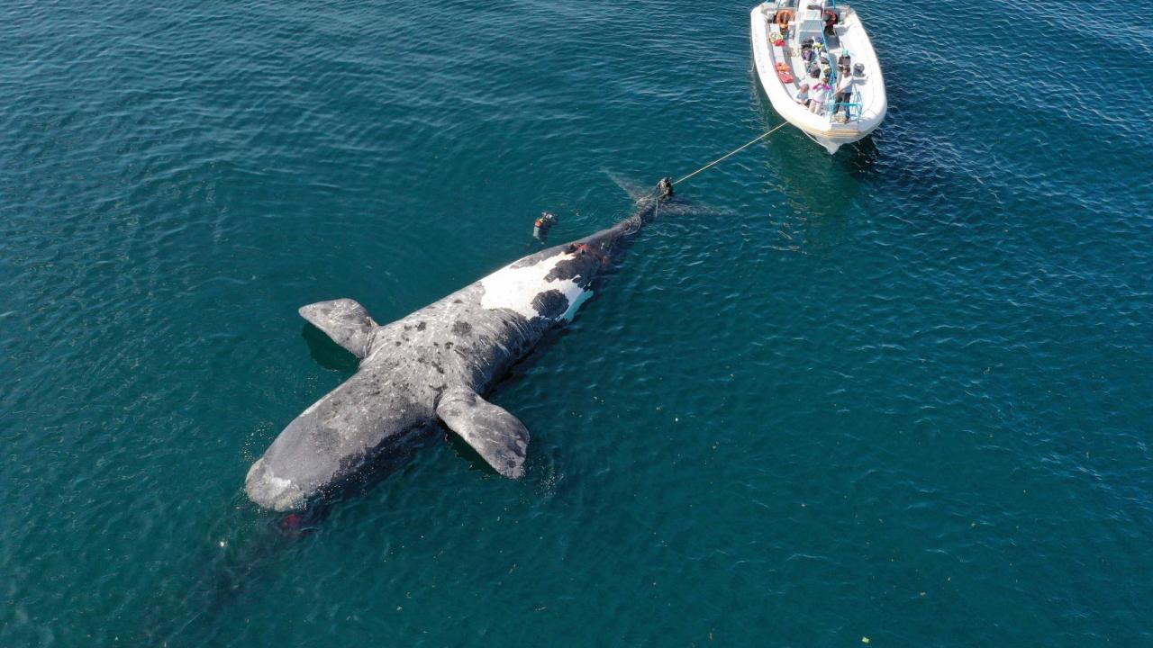 dead southern right whale carcass pulled by boat