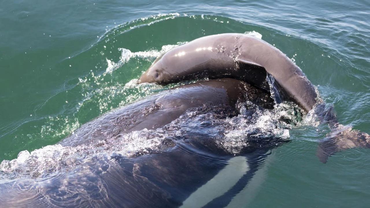southern resident killer whale and porpoise