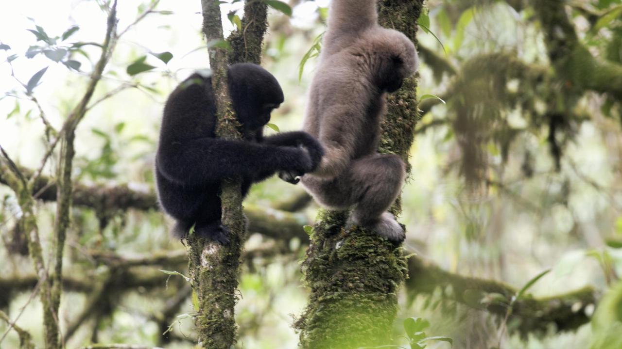 adult pair of eastern gibbons (Hoolock leuconedys)