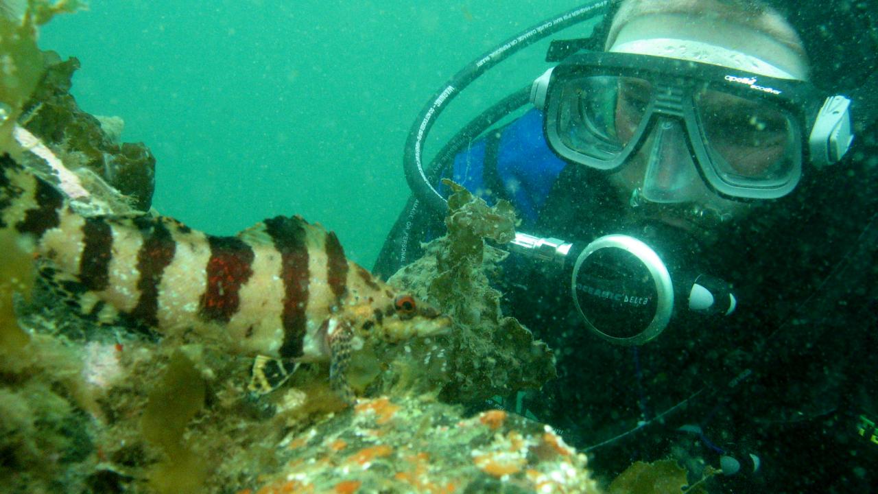 scuba diver surveying fish