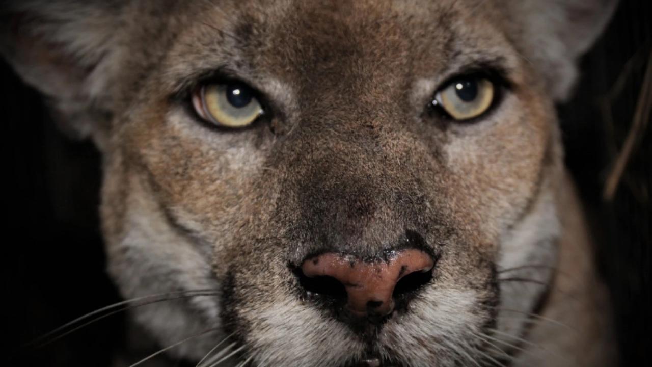 mountain lion p22