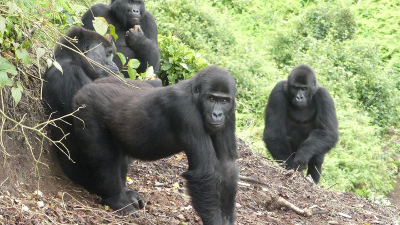grauer's gorillas released in mount tshiaberimu