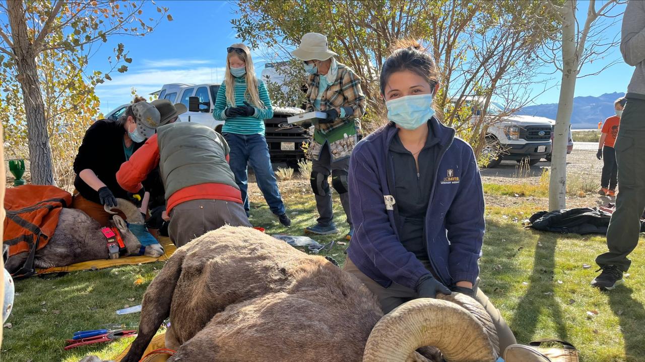 Jane Riner with bighorn sheep