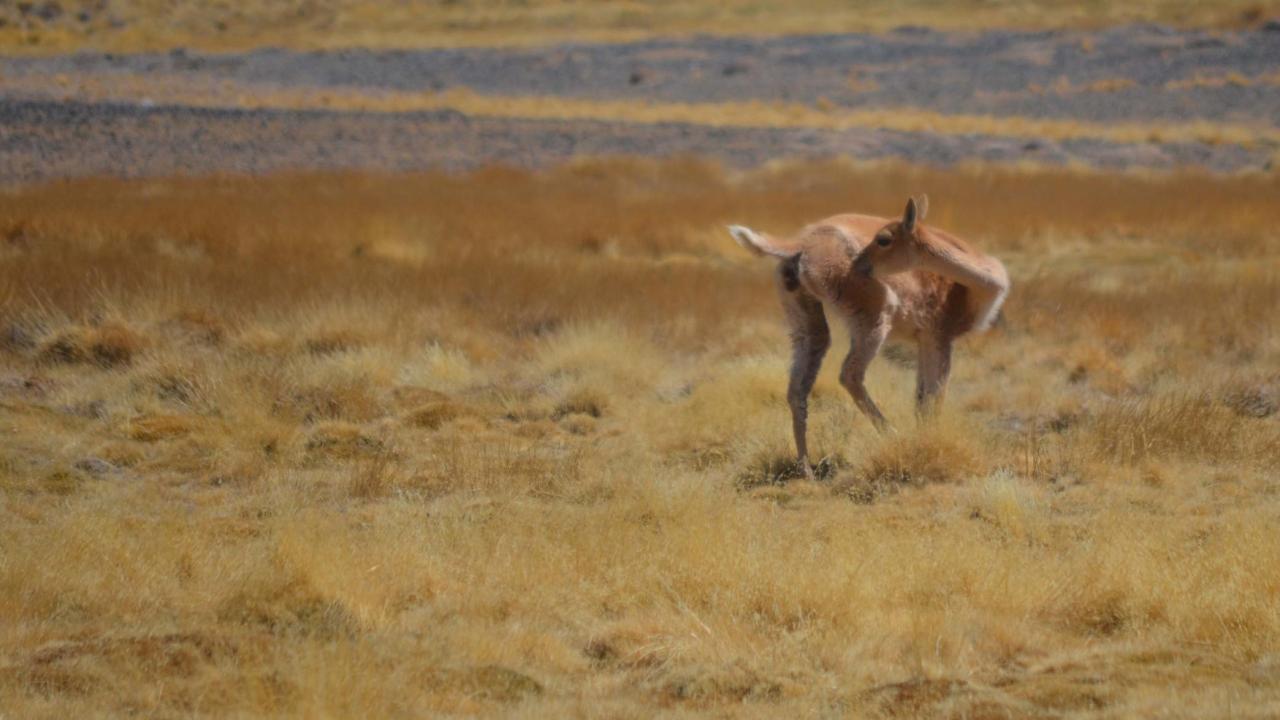 vicuna scratching