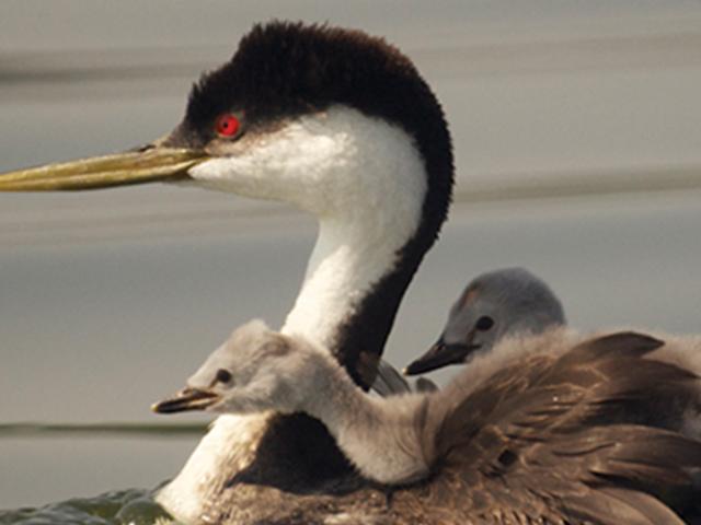 Mother grebe with babies
