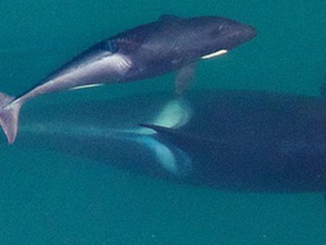 J50 killer whale and baby