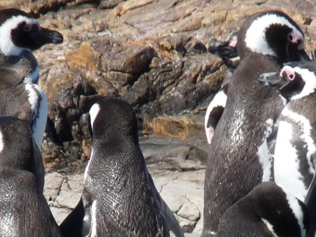 Magellanic penguins in Latin America