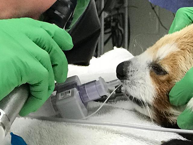 Red panda examined by veterinary student