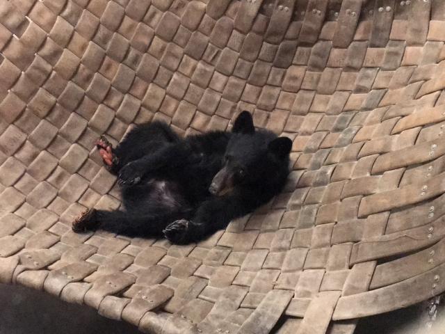 carr fire bear