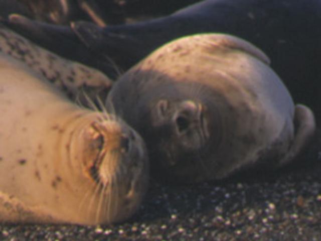 sleeping harbor seals