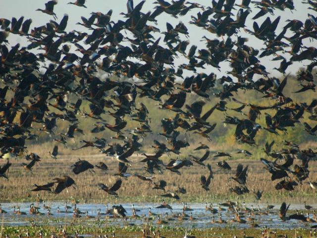 Duck species congregating in Northeast Argentina