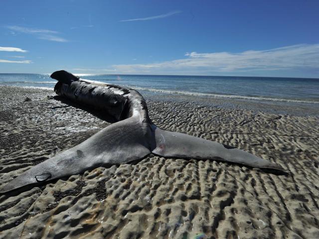 dead southern right whale