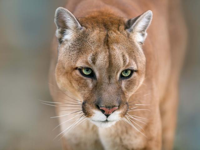 mountain lion stock image