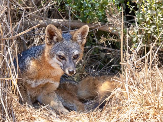 Catalina Island fox