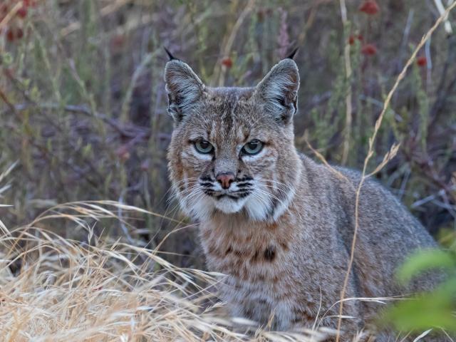 bobcat