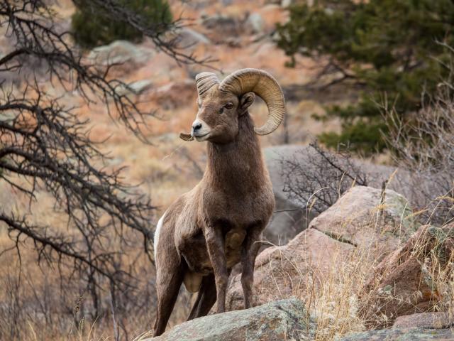 bighorn sheep in the wild