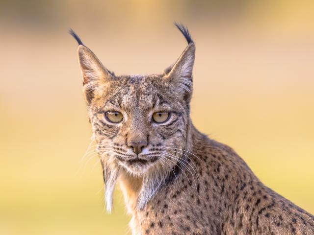 Iberian lynx