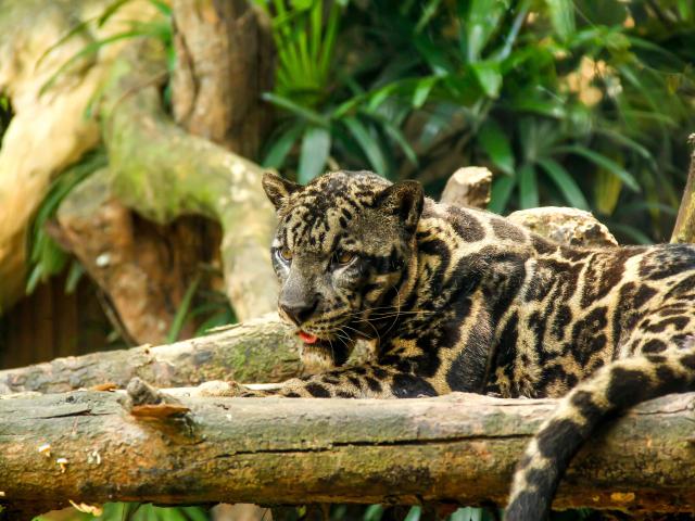 Sunda clouded leopard