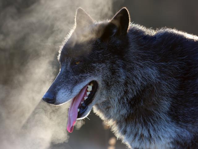 gray wolf