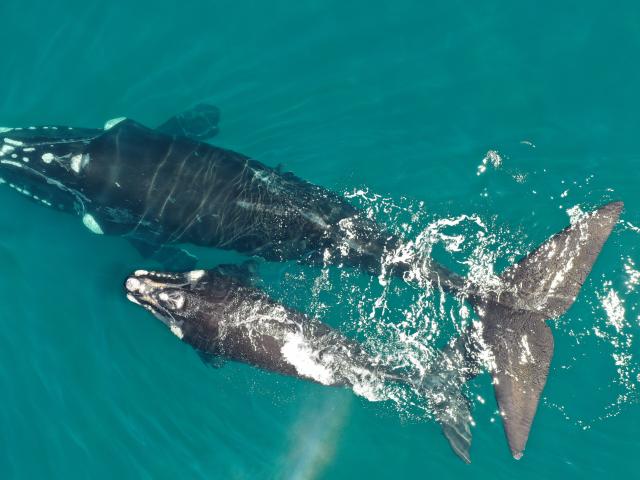 southern right whale and calf