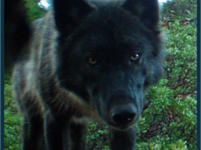 gray wolf