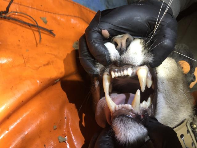 mountain lion teeth