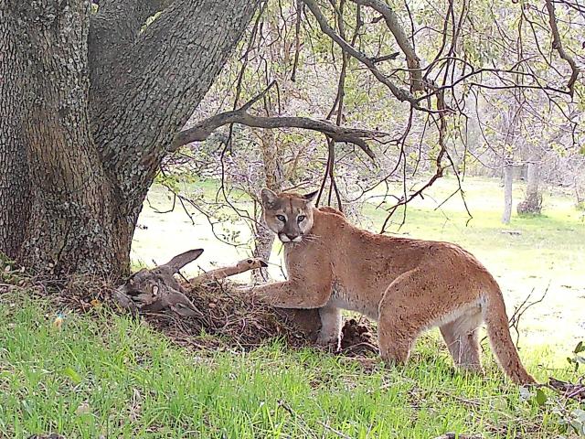 mountain lion eating prey