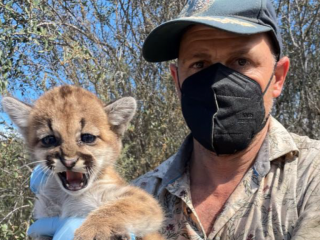 Jamie Bourdon holding baby mountain lion