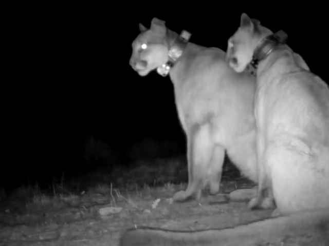 mountain lion trail camera