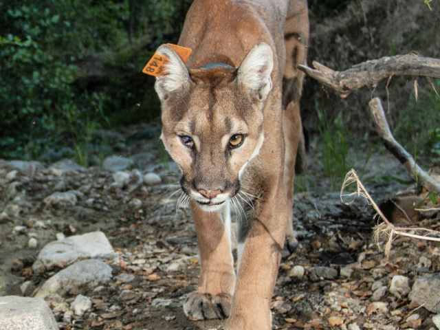 uno mountain lion