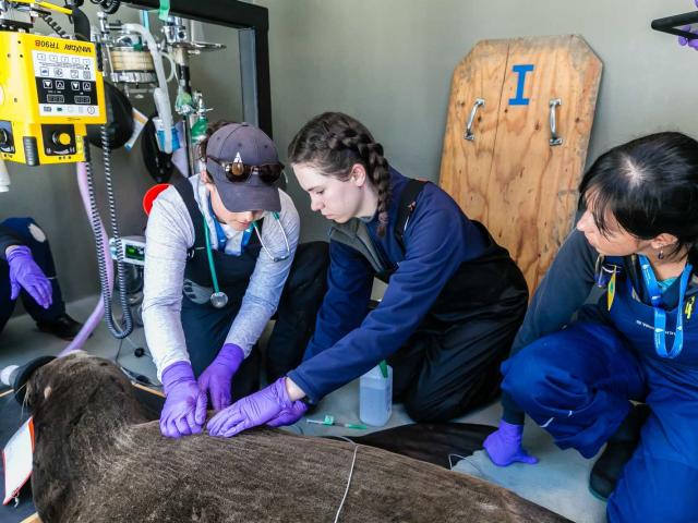 veterinary interns at the marine mammal center
