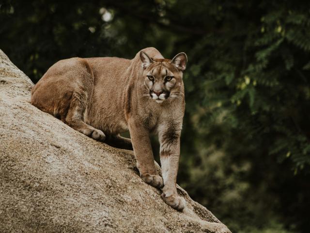 mountain lion on a mountain slope