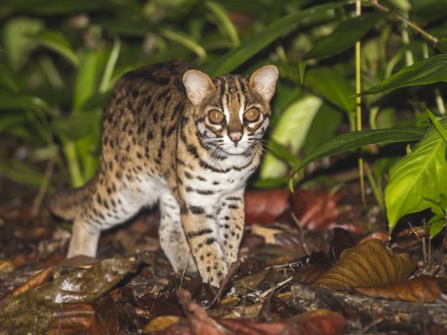Sunda Leopard Cat