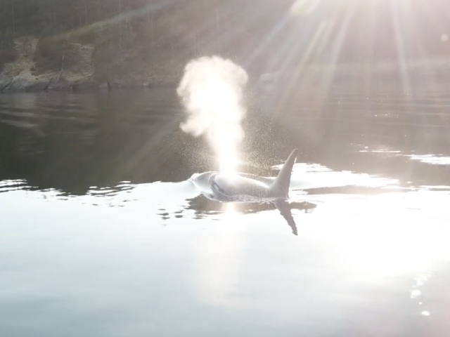 killer whale blow hole