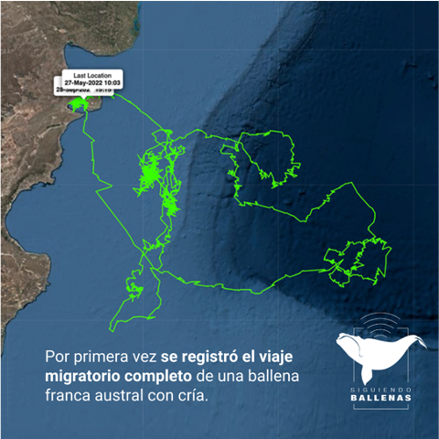 Southern Right Whale Electra's route