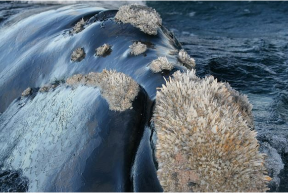 Cyamids on Electra's calf's upper jaw