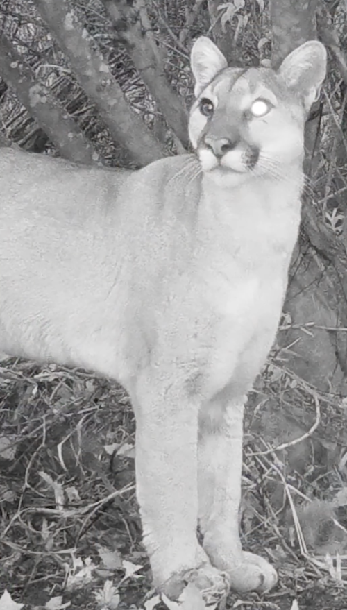 F312 female california mountain lion