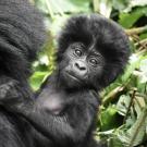 baby mountain gorilla in Uganda