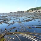 Surface Bull Kelp