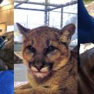 wildlife health residency collage