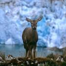 huemul deer 