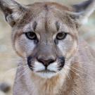 California Mountain Lion