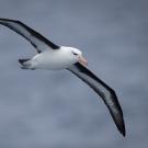 black browed albatross
