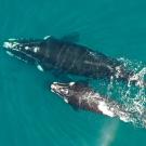 southern right whale