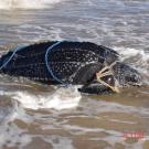 leatherback turtle