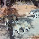 wolf pack in california