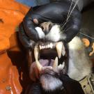 mountain lion teeth